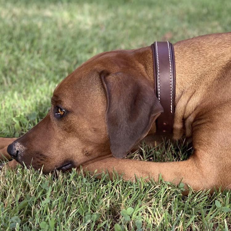 CABON SELLIER | Artisan sellier - Chien / Accessoires