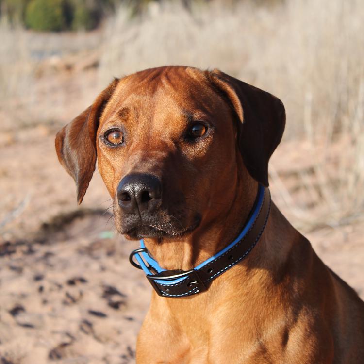 CABON SELLIER | Artisan sellier - Collier Chien / Accessoires